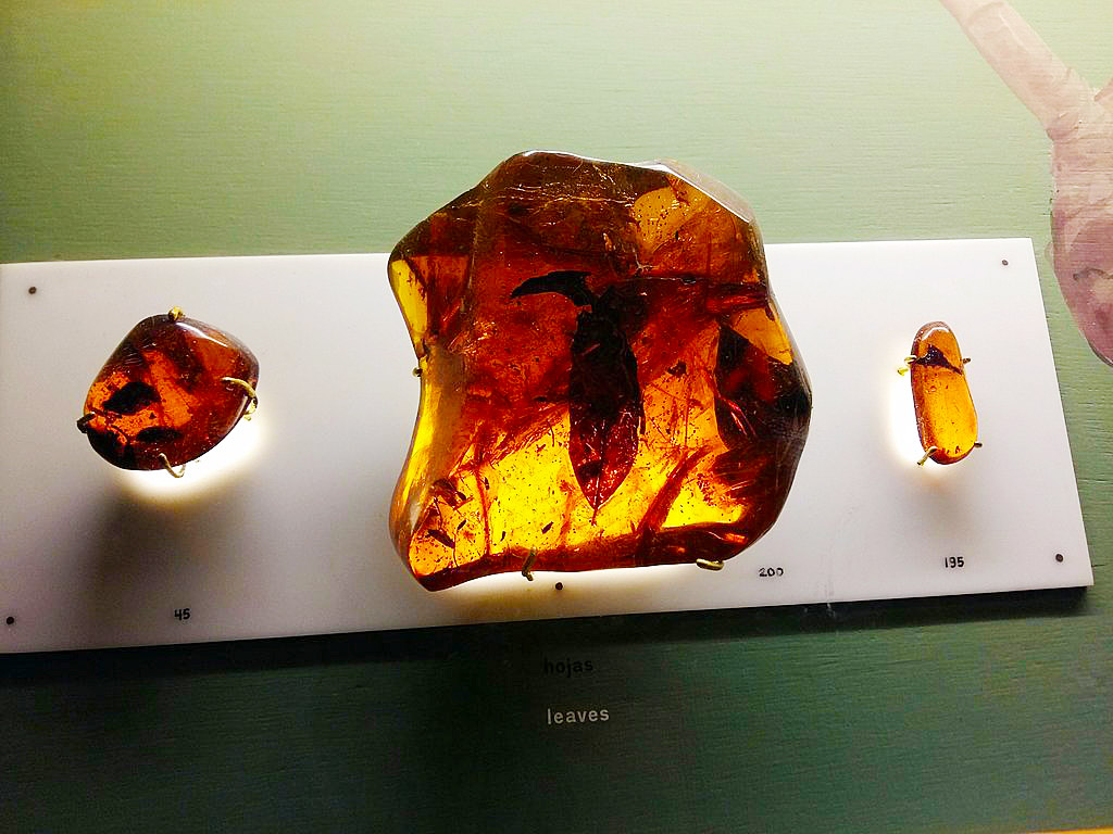 Amber Museum