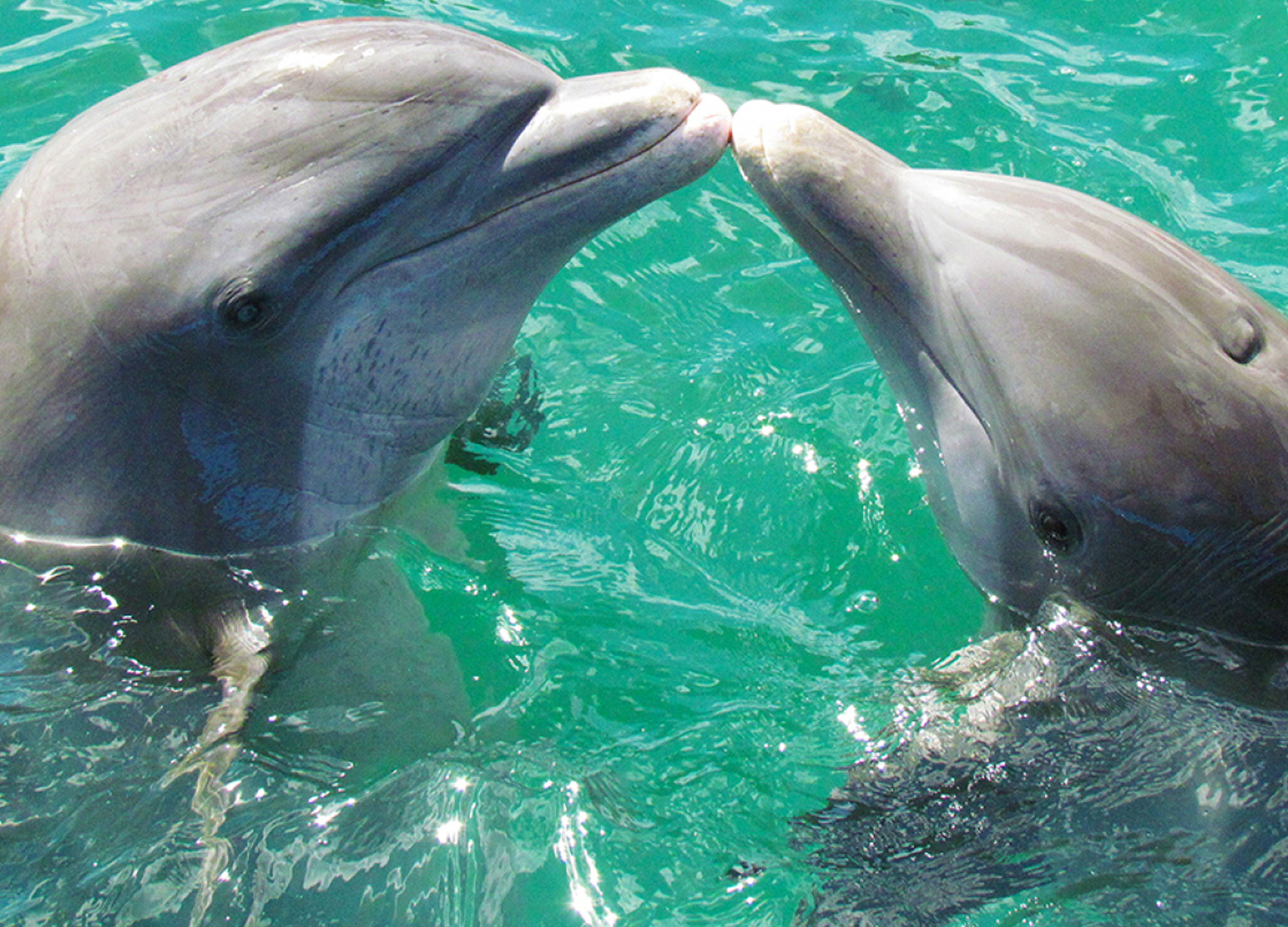 Ocean World, Puerto Plata